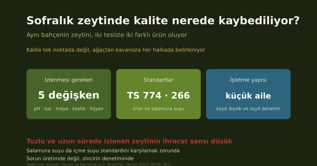 Sofralık zeytinde kalite nerede kaybediliyor?
