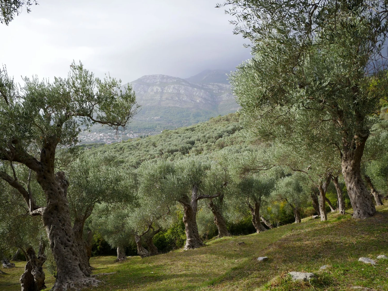 Table Olive Varieties