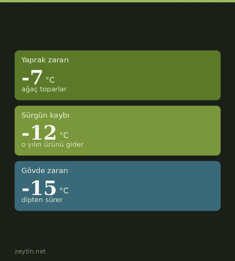 Do olives grow in cold regions?
