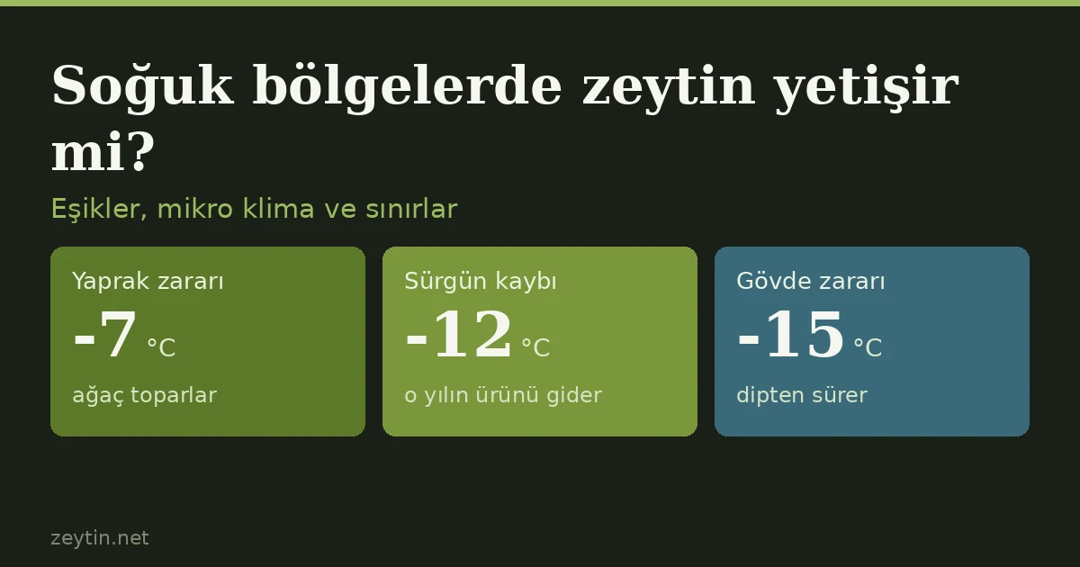 Do olives grow in cold regions?