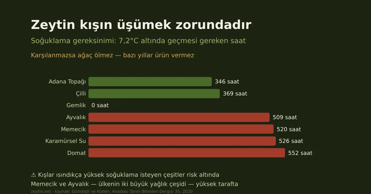 Zeytinde soğuklama gereksinimi: hangi çeşit nerede yetişir?
