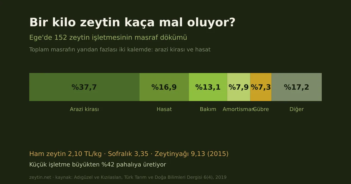 Bir kilo zeytin kaça mal oluyor? Ege'de 152 işletmenin masraf dökümü