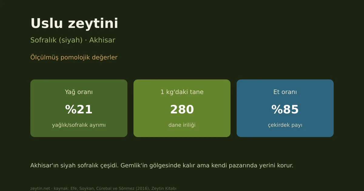 Uslu olive: characteristics, oil content and growing areas