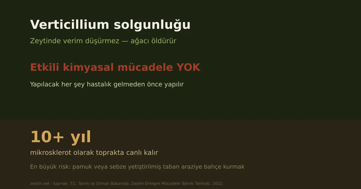 Verticillium wilt: the disease that kills the tree and has no cure
