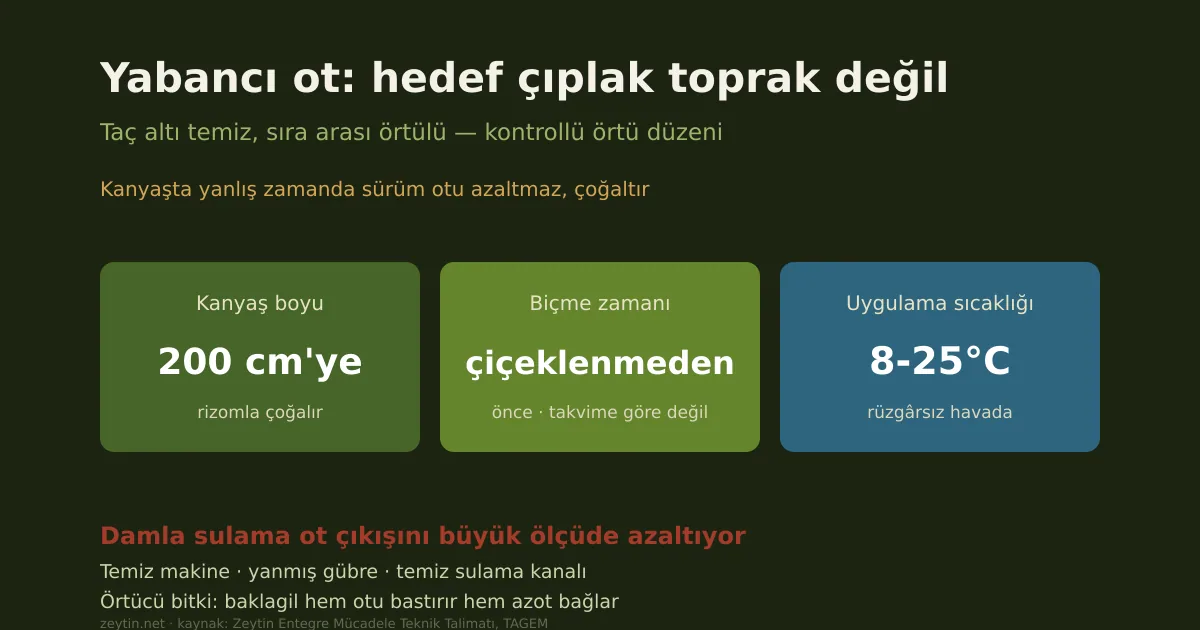Zeytin bahçesinde yabancı ot: hedef çıplak toprak değil