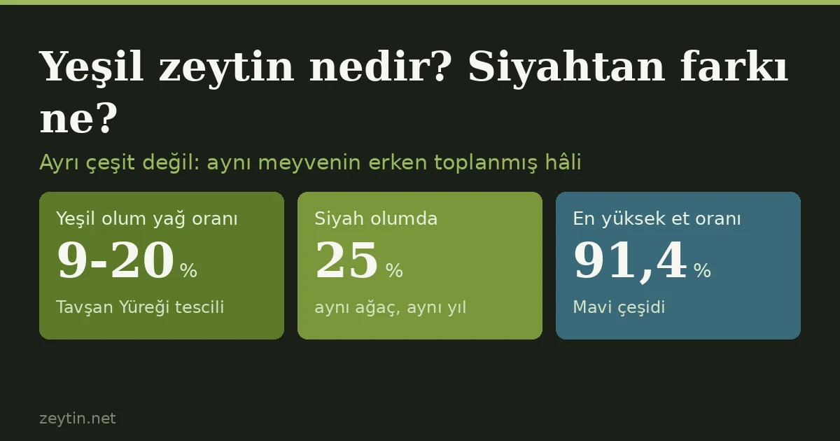 Yeşil zeytin nedir? Siyahtan farkı ne?