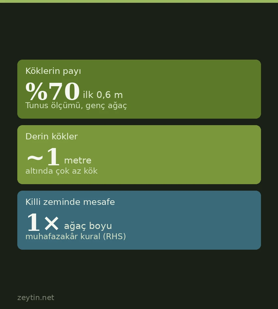 Zeytin ağacı eve yakın dikilir mi? Kökleri temele zarar verir mi?