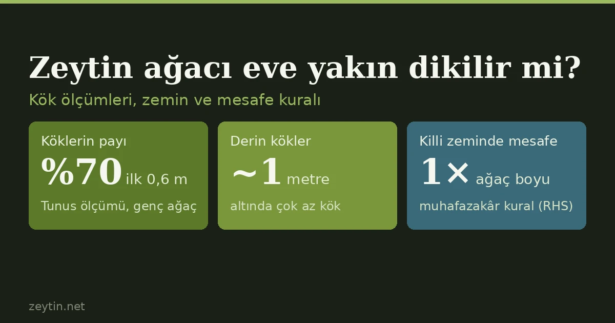 Zeytin ağacı eve yakın dikilir mi? Kökleri temele zarar verir mi?