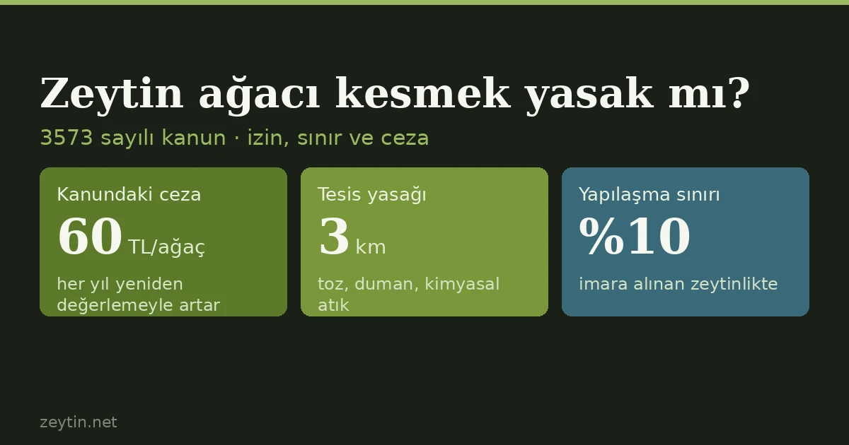 Zeytin ağacı kesmek yasak mı? İzin, üç kilometre kuralı ve ağaç başına ceza
