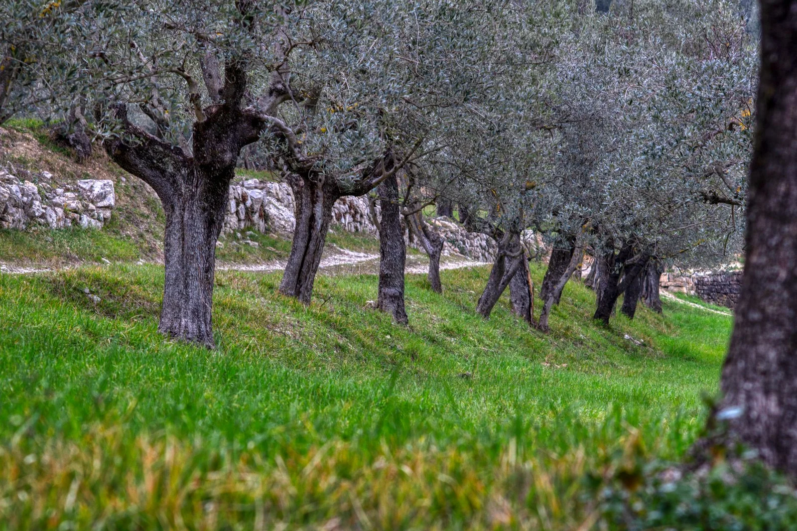 How to Grow an Olive Tree