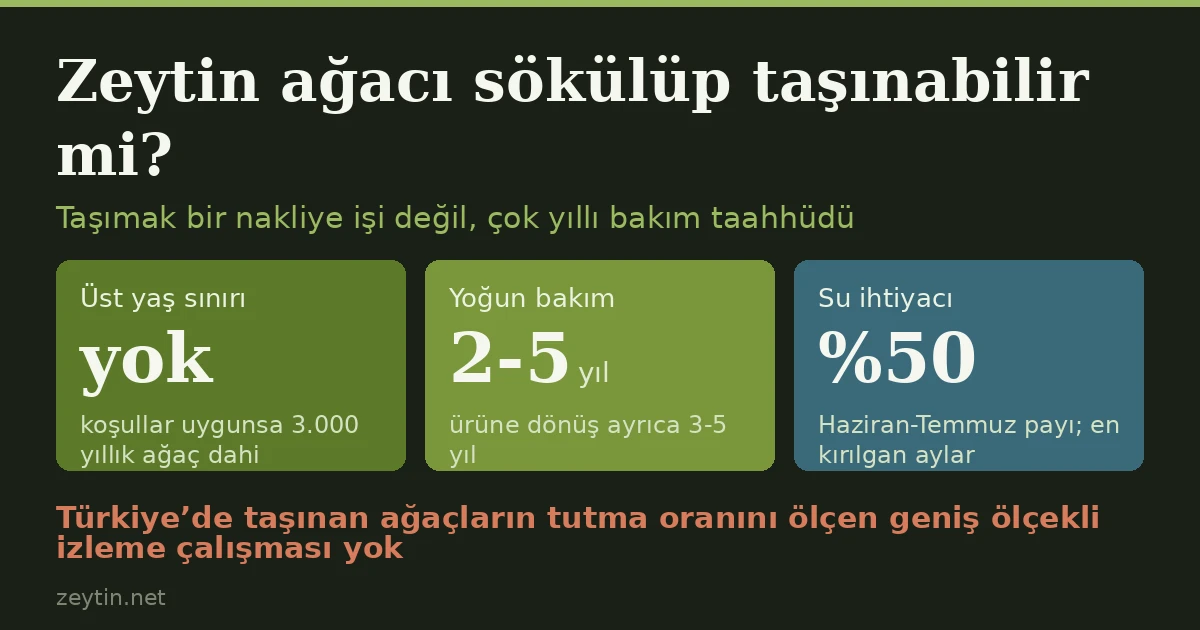 Zeytin ağacı sökülüp taşınabilir mi?
