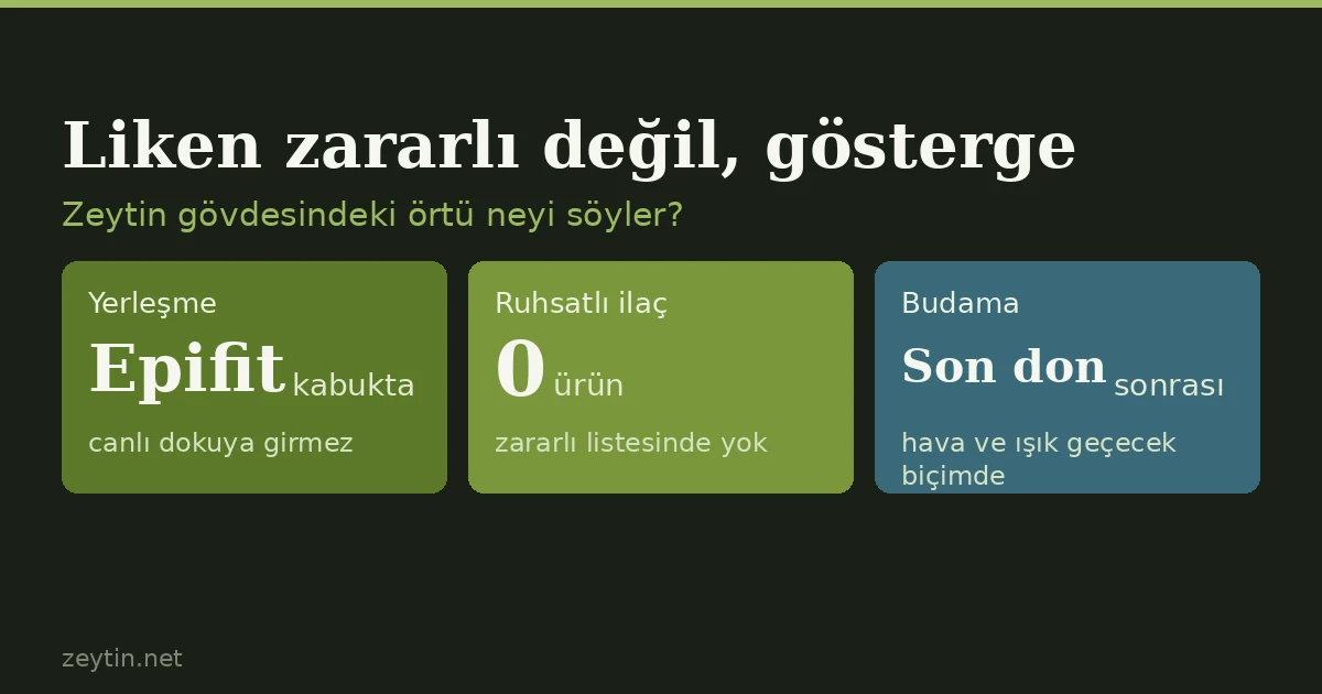 Zeytin ağacında liken ve yosun: zararlı mı, kazımak gerekir mi?
