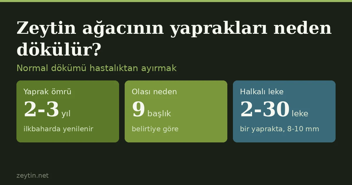 Zeytin ağacının yaprakları neden dökülür?