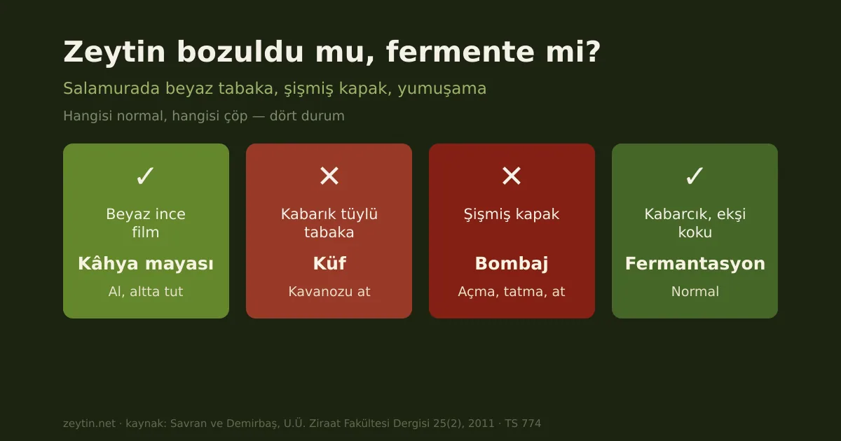 Zeytin bozuldu mu? Küf, şişmiş kapak ve yumuşamanın ayrımı