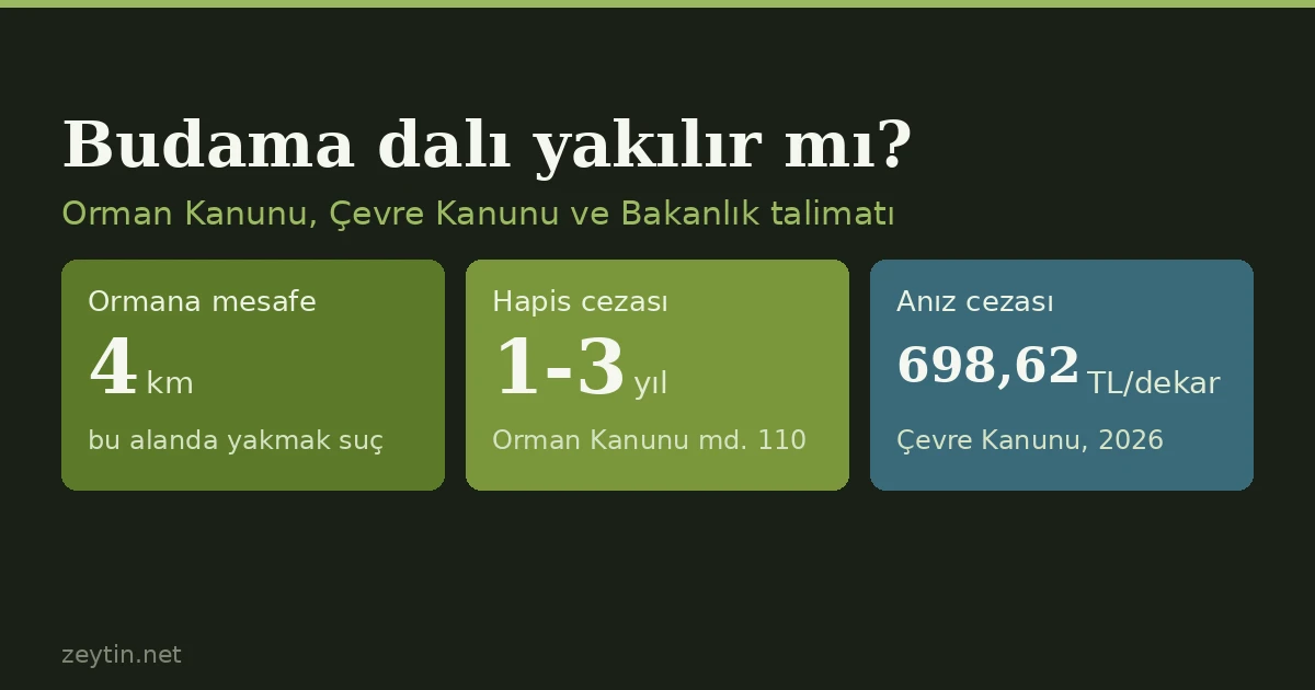 Zeytin budama dalları yakılır mı? Kanun ne diyor, hastalıklı dal ne olacak