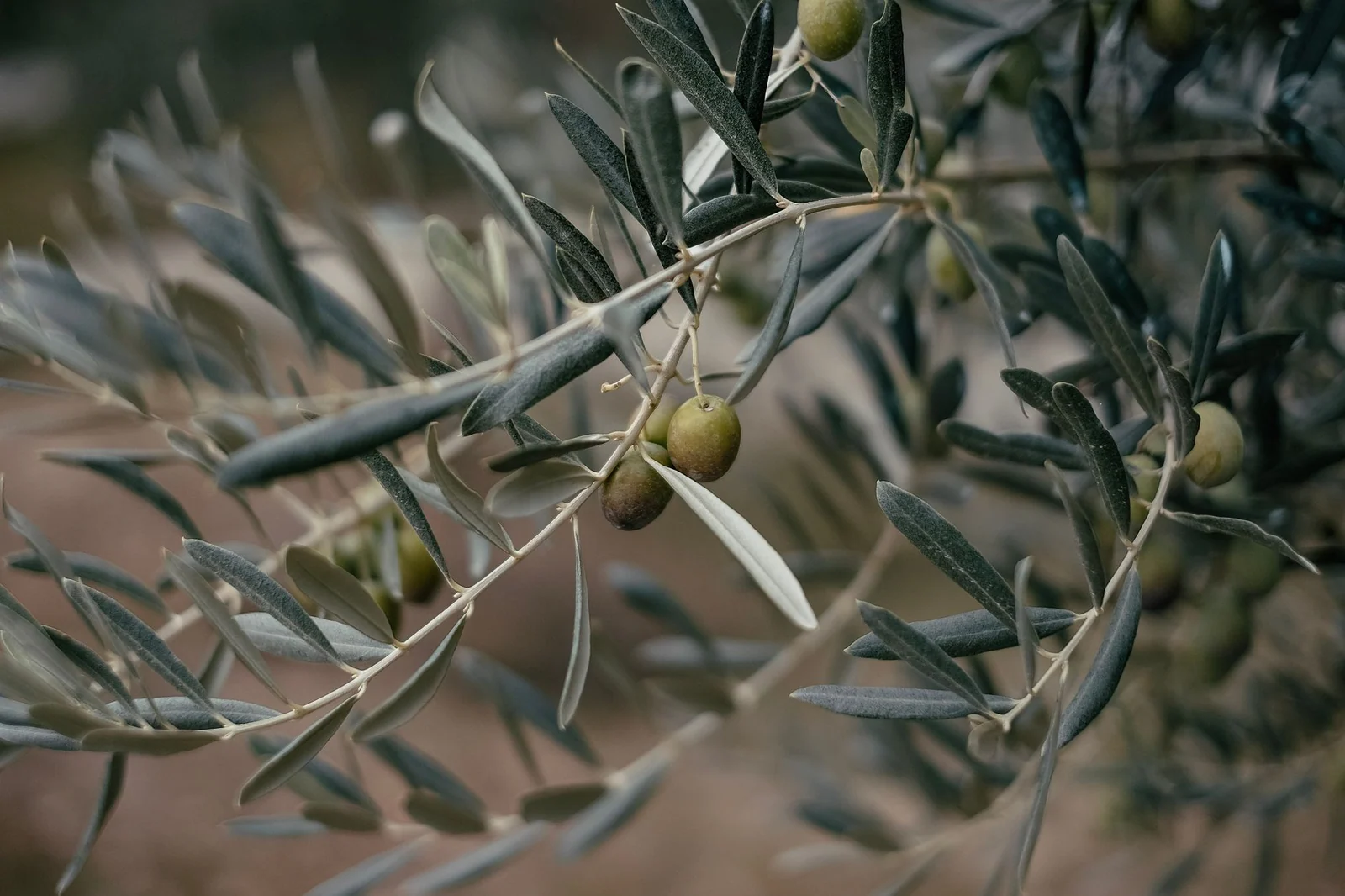 Zeytin çeşitleri: Türkiyenin dağılımı ve ölçülmüş değerler