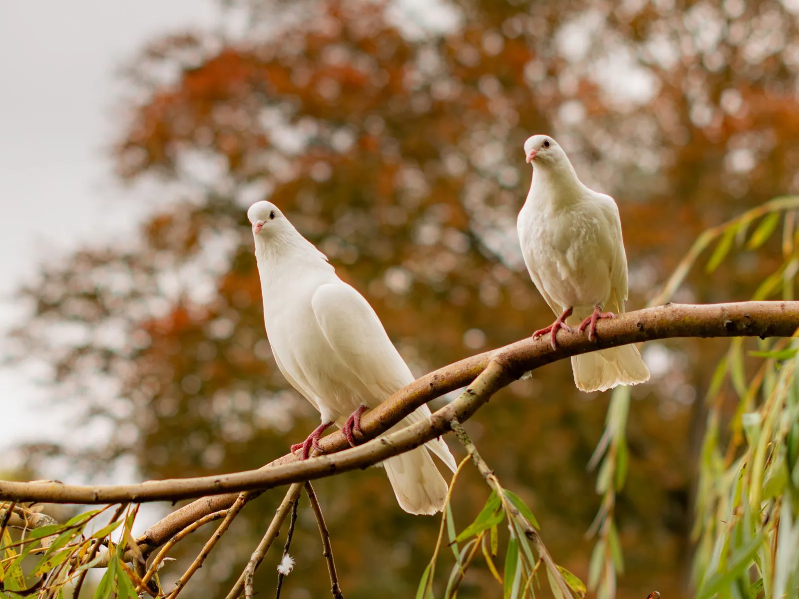 Why Is the Olive Branch a Symbol of Peace?