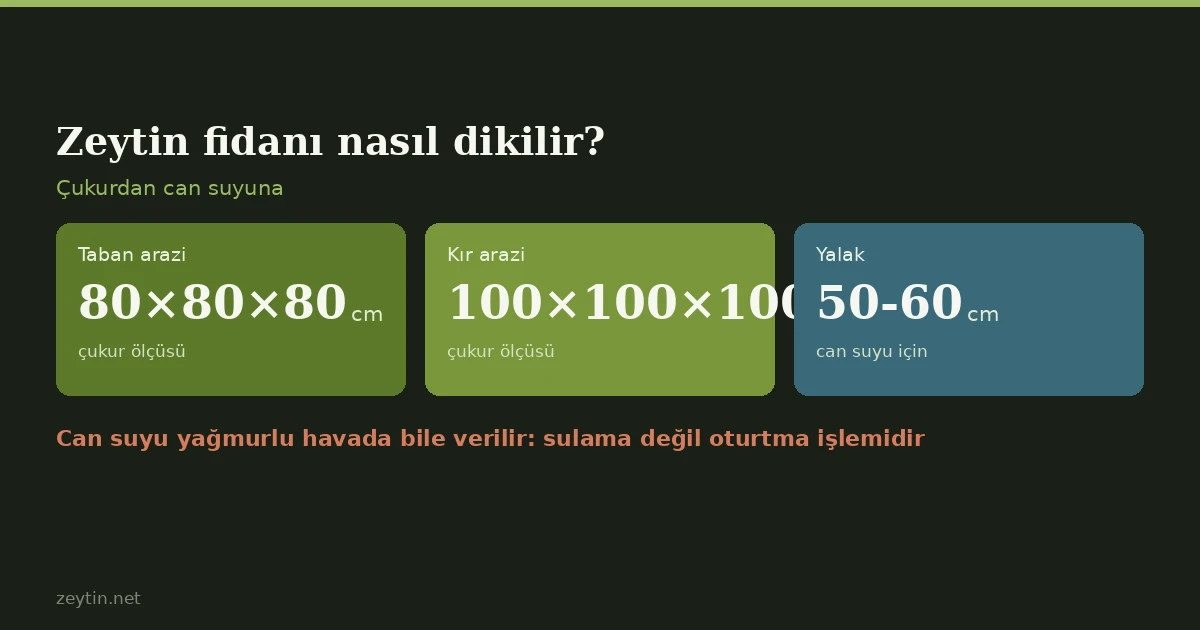 Zeytin fidanı nasıl dikilir?