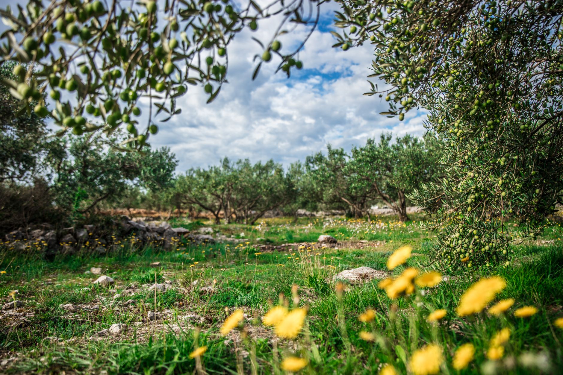 The Olive: Tree, History, Production and Future