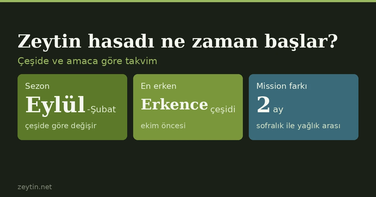 Zeytin hasadı ne zaman başlar? Çeşide ve amaca göre takvim