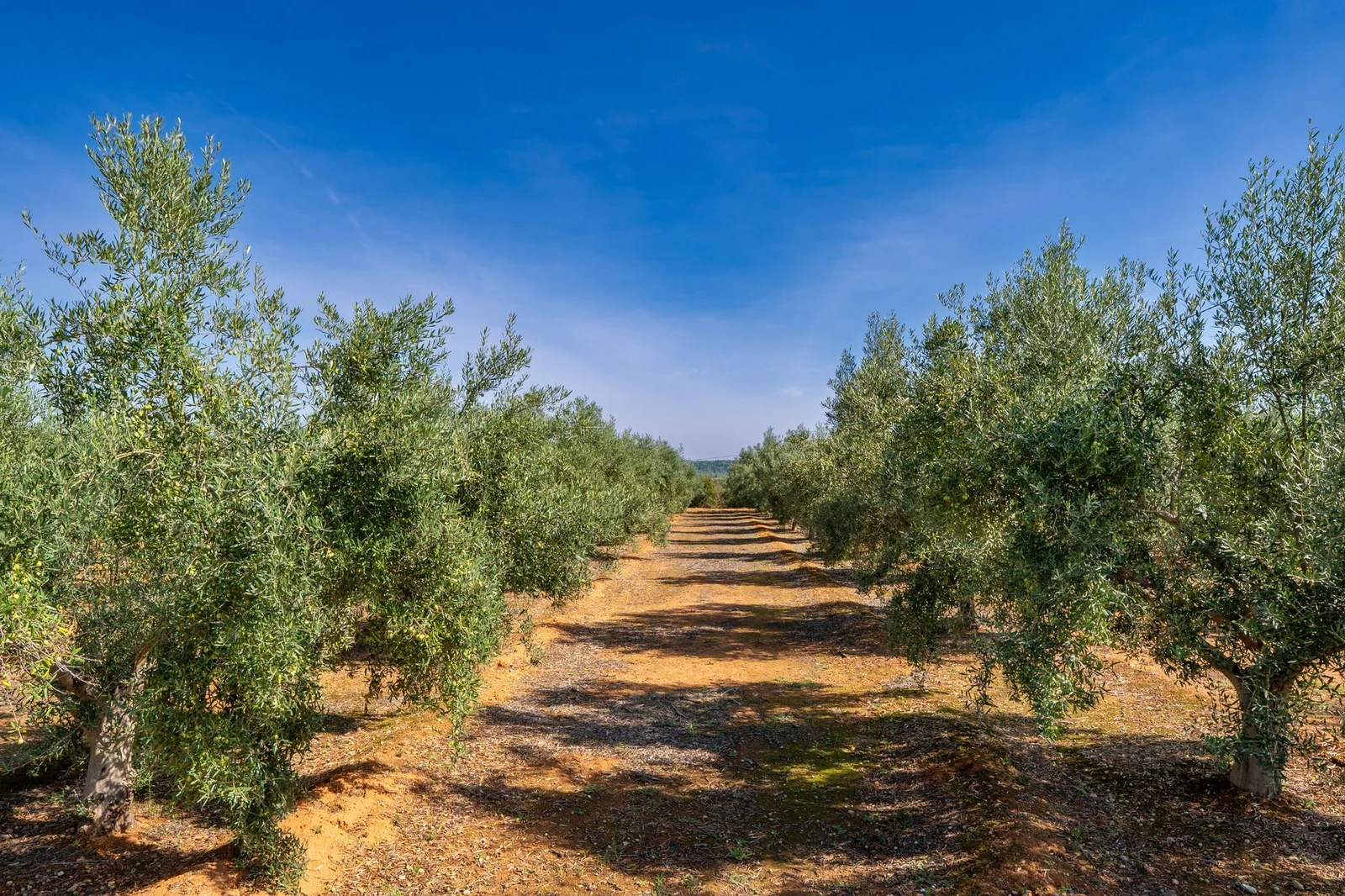 Zeytin Hasadı: Ne Zaman ve Nasıl?