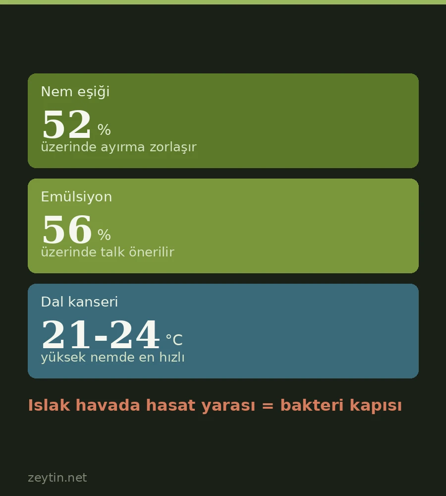 What happens if it rains during the olive harvest? Wait, or pick?