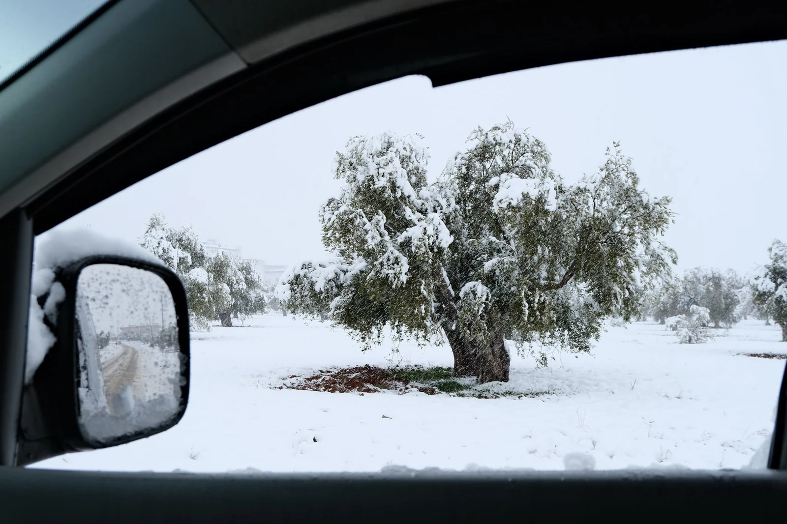 Zeytin kaç dereceye dayanır?