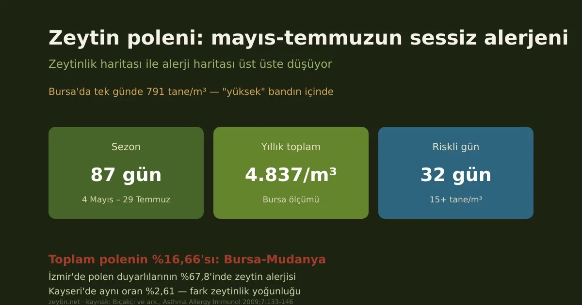 Olive pollen allergy: the quiet cause of May to July