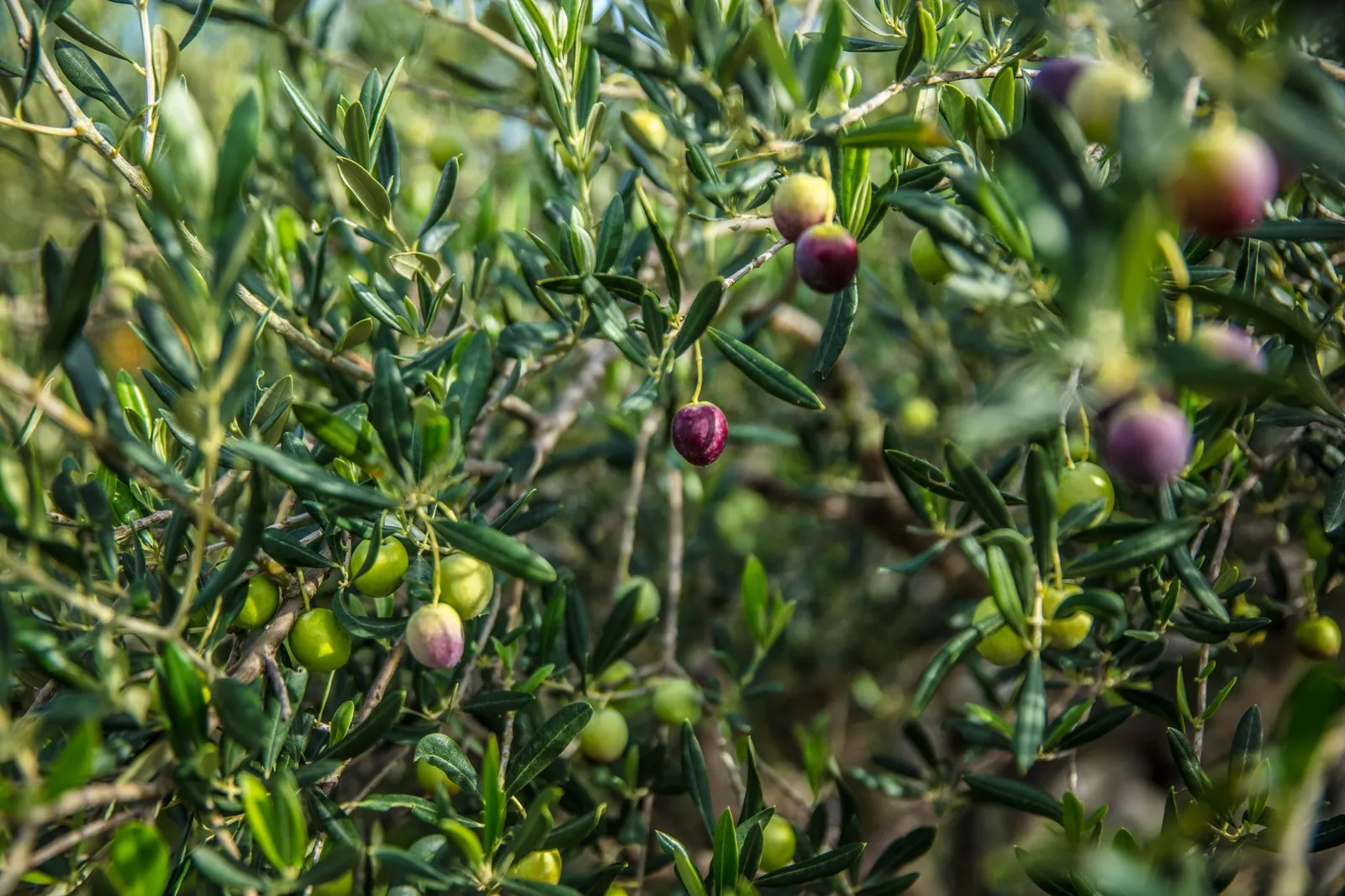 Zeytin Sektörü: Yapısı, İhracatı ve Sorunları