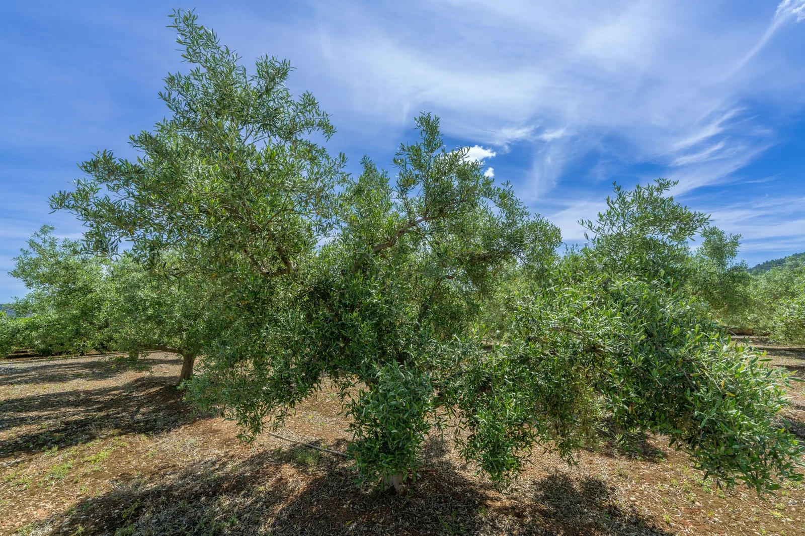 Zeytin ve Zeytinyağı Sözlüğü