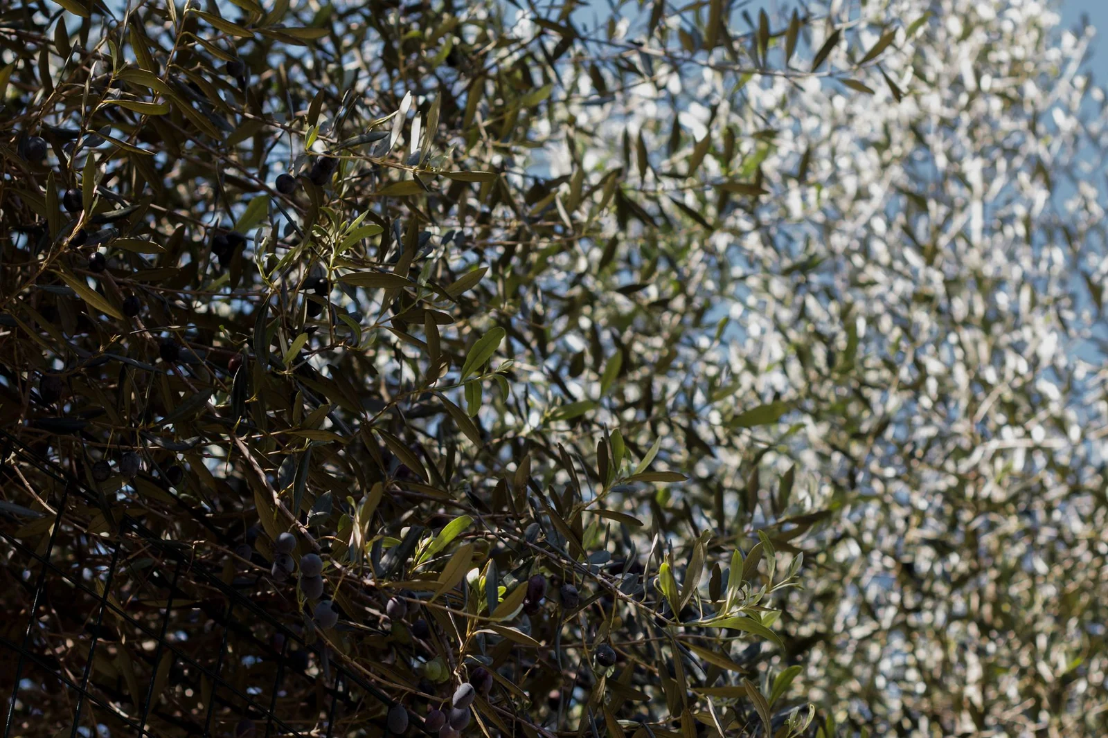 The Olive Calendar: The Olive Year Month by Month