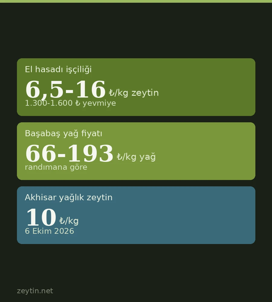 Zeytin toplamak ne zaman zarar ettirir? Kilo başına hasat eşiği