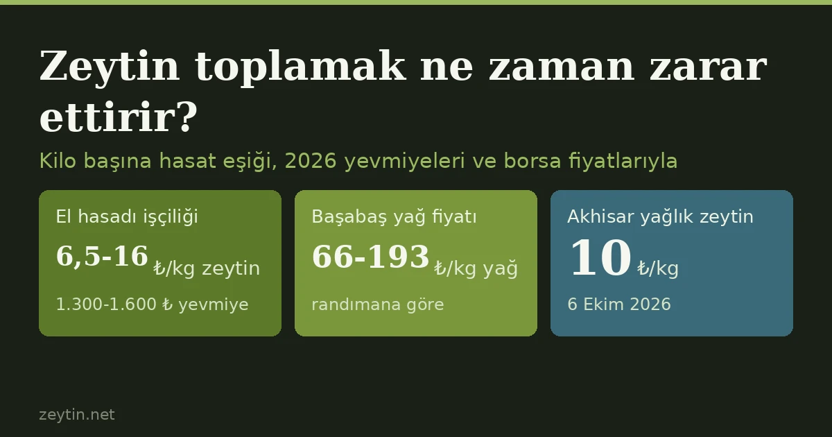 Zeytin toplamak ne zaman zarar ettirir? Kilo başına hasat eşiği