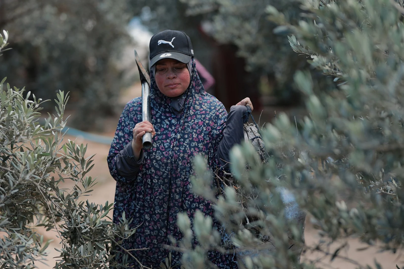 Zeytin üreticisi sorununu nasıl sıralıyor?