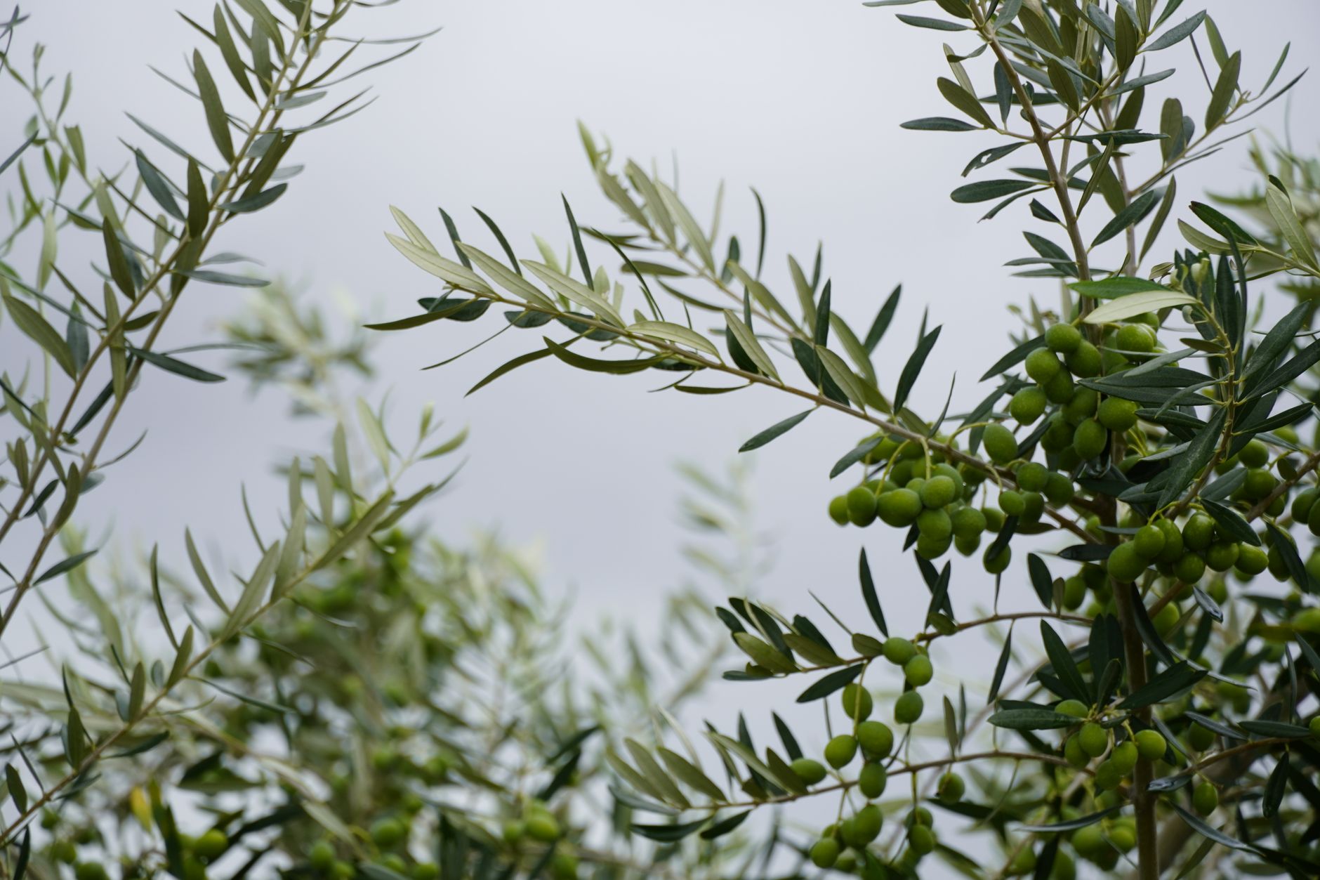 Olive Leaf Tea: How to Make It and Its Limits