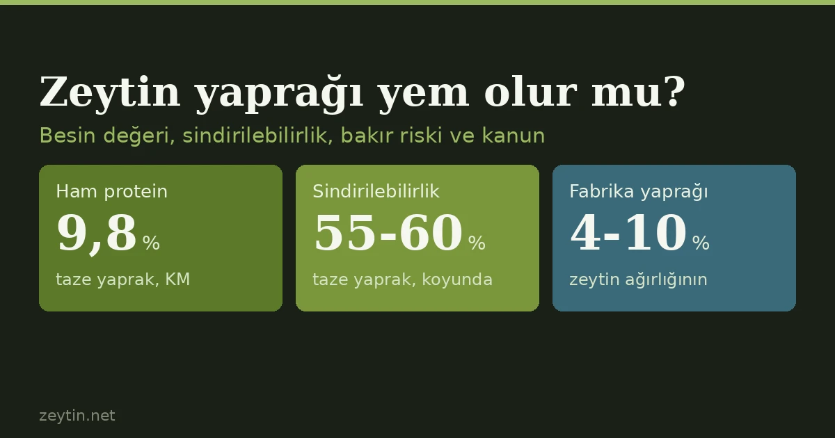 Zeytin yaprağı hayvan yemi olur mu? Koyun ve keçi yer mi, zarar verir mi?