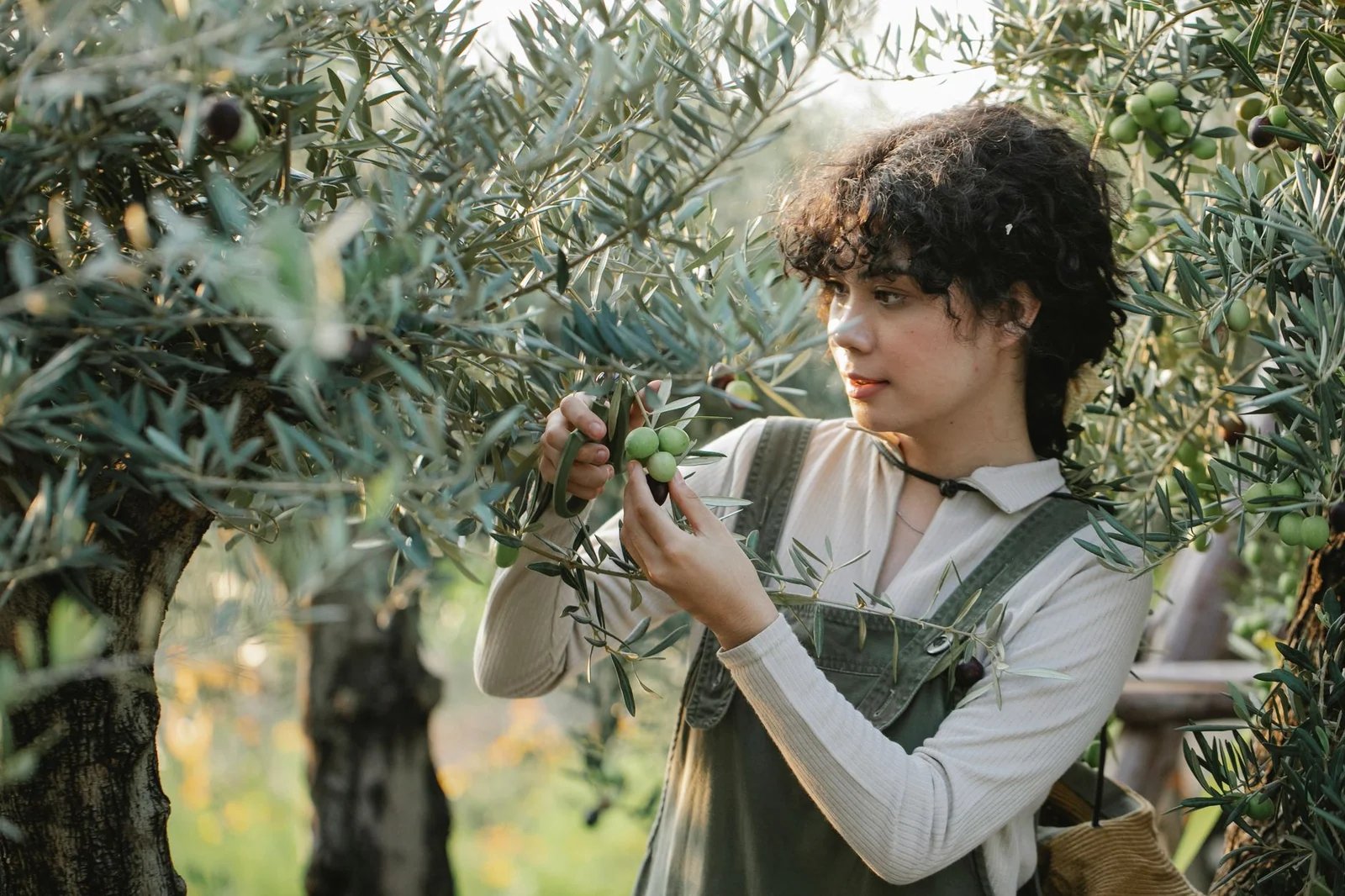 Where does an olive sapling come from? From cutting to laboratory Where does an olive sapling come from? From cutting to laboratory