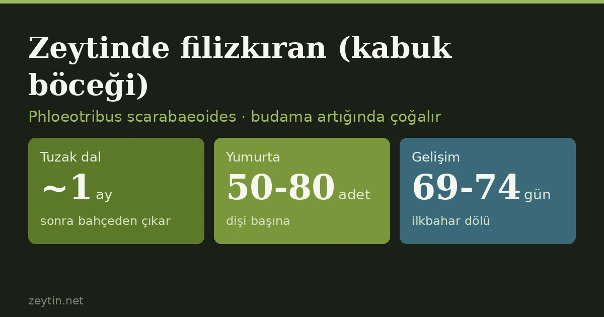 Zeytinde filizkıran (kabuk böceği) nedir? Belirtileri ve budama artığıyla mücadele
