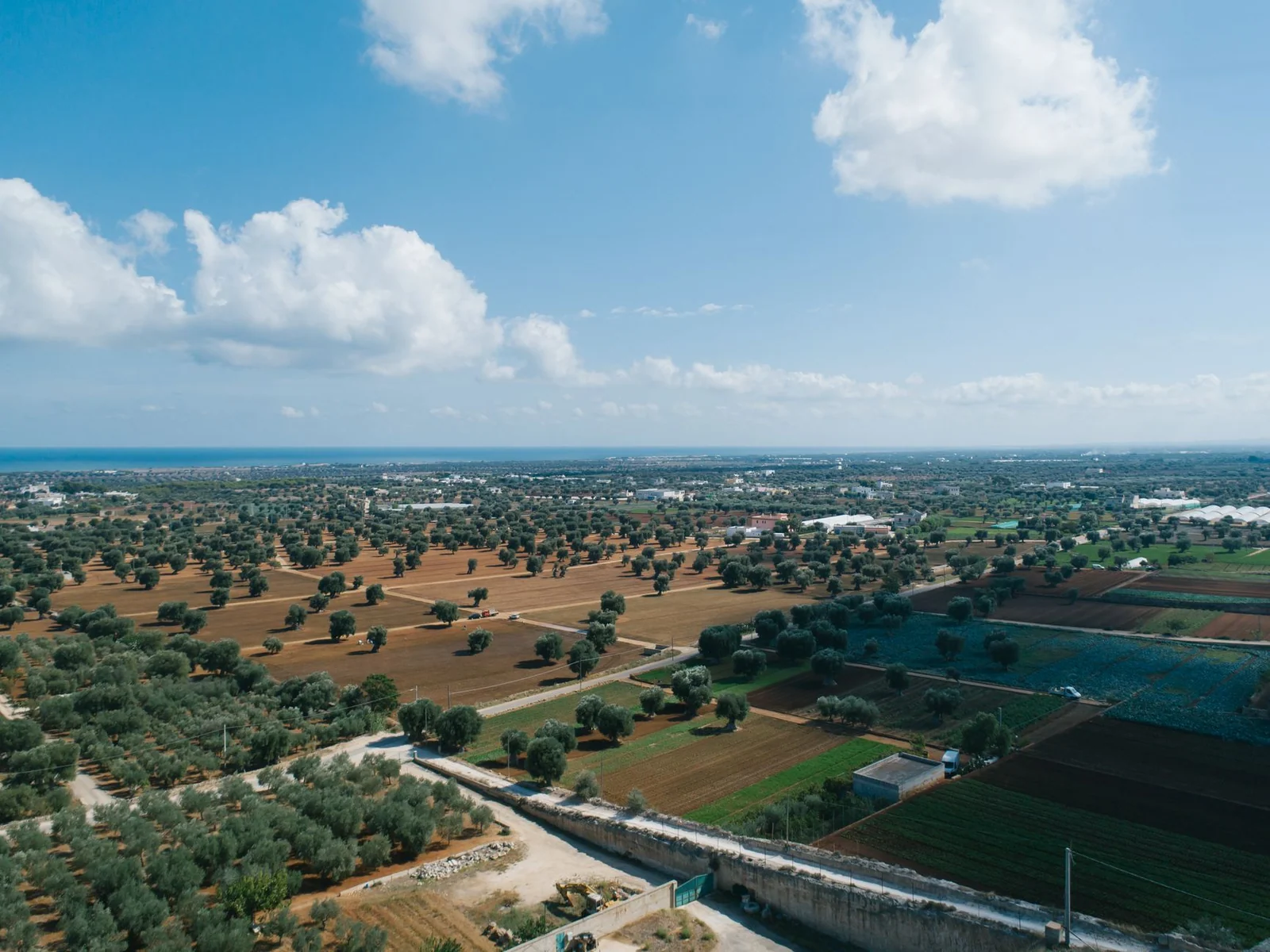 Fertilising Olives: From Soil Analysis to an Annual Programme Fertilising Olives: From Soil Analysis to an Annual Programme