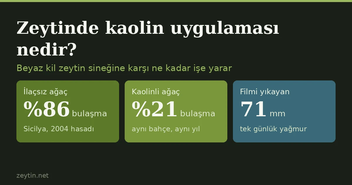 What is kaolin clay spraying in olives? How well it works against the olive fruit fly