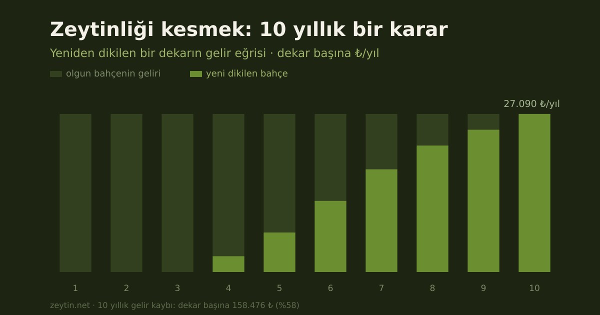 Zeytinliği kesmek: 10 yıllık bir kararın aritmetiği