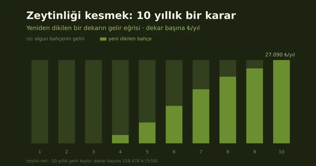 Zeytinliği kesmek: 10 yıllık bir kararın aritmetiği