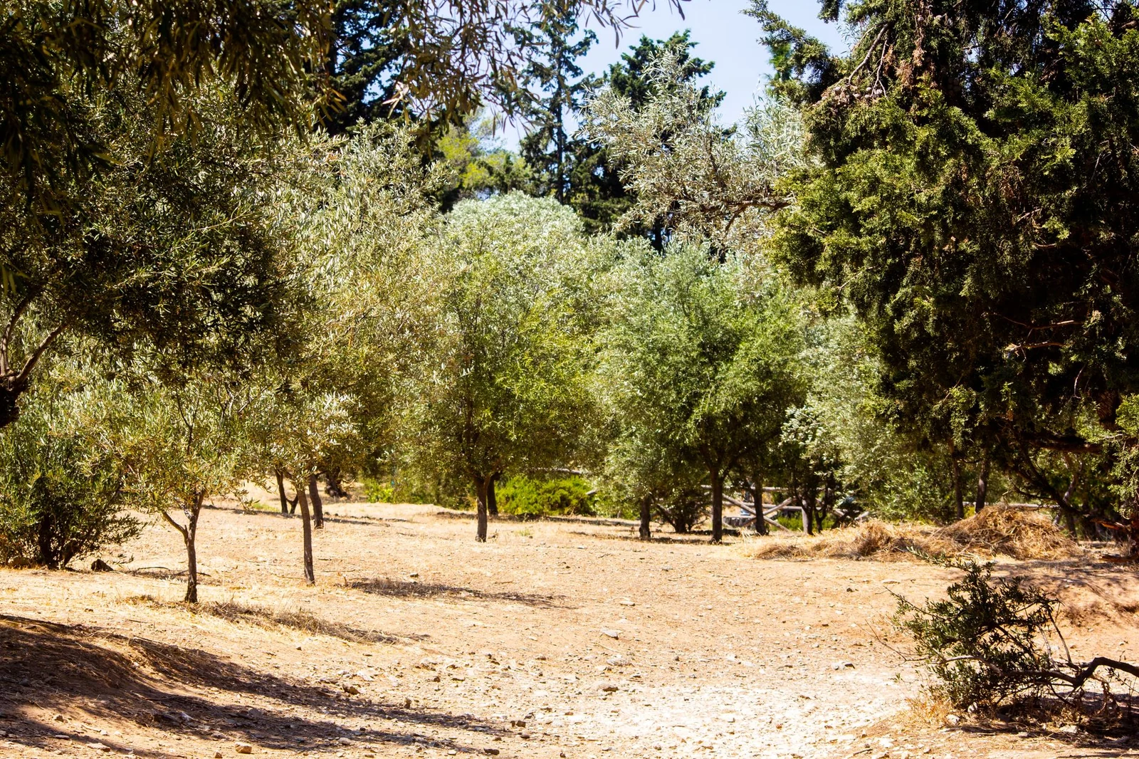 The olive grove beside the factory: Bursa soils measured