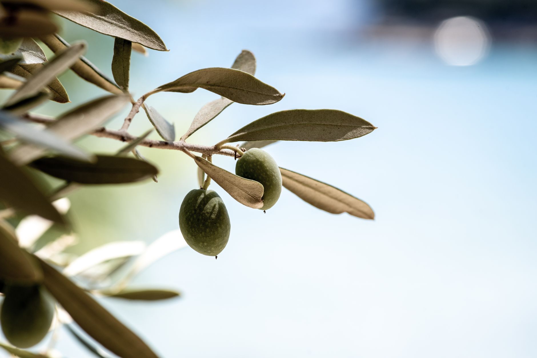 How to Read an Olive Oil Label