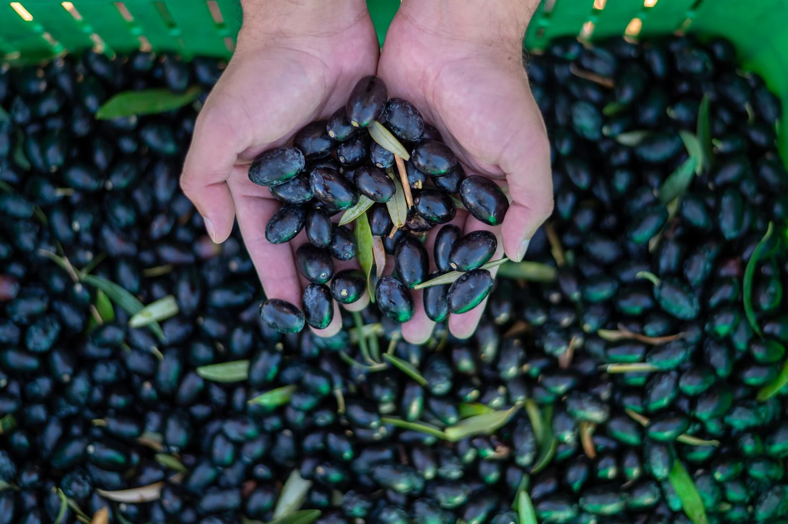 The profitability problem in olive oil exports The profitability problem in olive oil exports