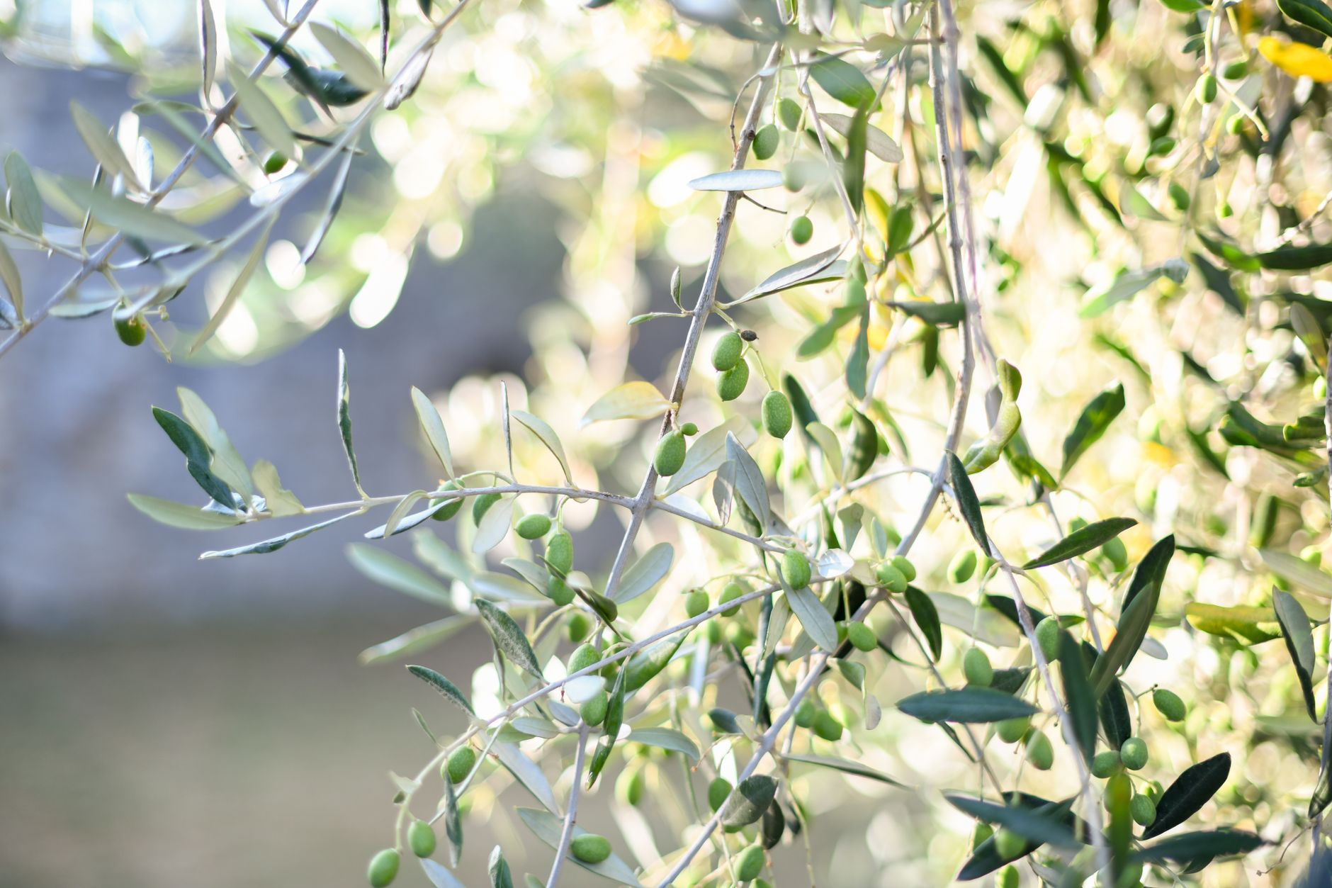 Olive Oil Soap: How It Is Made, Its Types and How to Choose