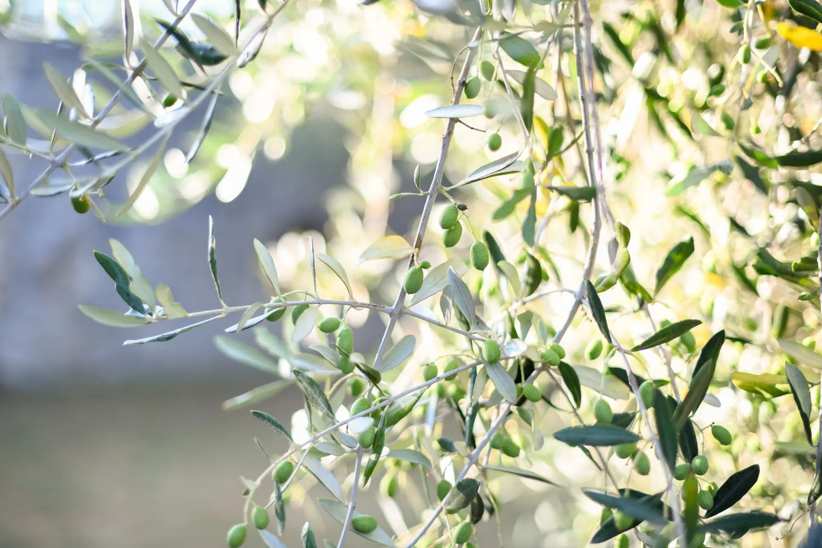 Olive Oil Soap: How It Is Made, Its Types and How to Choose