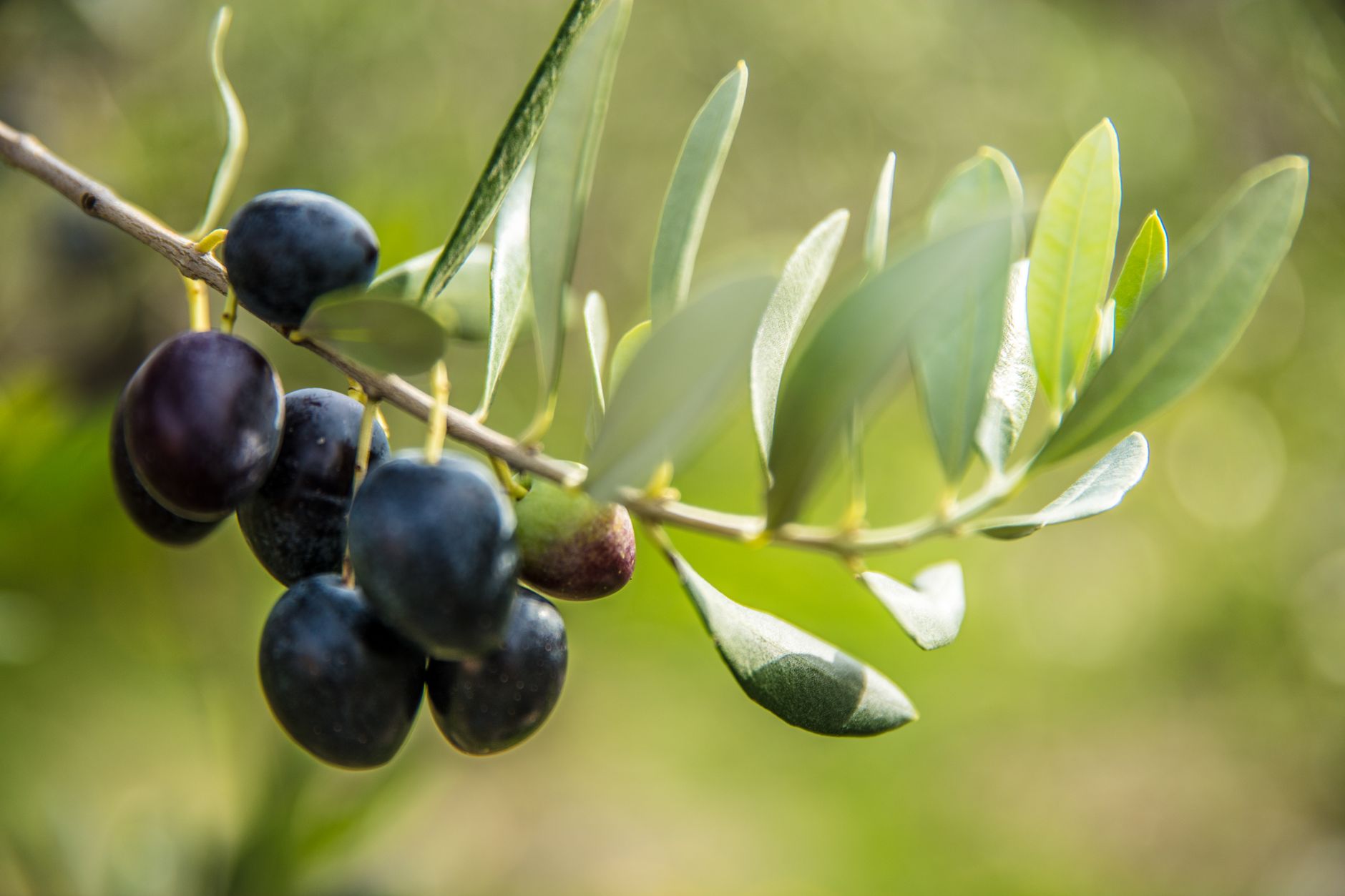 Olive Oil Fraud and Adulteration: How It Is Done and How It Is Caught